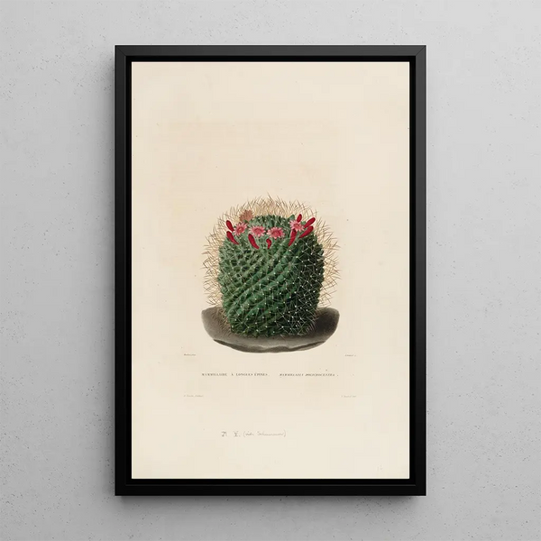 Charles Antoine Lemaire - Iconographie descriptive des cactees Pl12.webp
