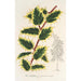 Ilex aquifolium - Charles Antoine Lemaire — visning af kunstværket