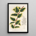 Ilex aquifolium - Charles Antoine Lemaire — indrammet kunstværk på væggen