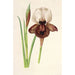 Iris iberica - Charles Antoine Lemaire — visning af kunstværket