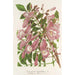Jacaranda digitaliflora - Charles Antoine Lemaire — visning af kunstværket