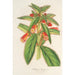 Reproduktion af maleriet Kohleria lanata - Charles Antoine Lemaire