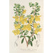 Reproduktion af maleriet Lepidostemon penstemonoides Penstemon Lobbii - Charles Antoine Lemaire