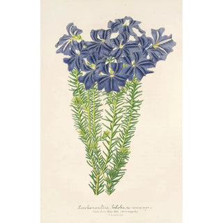 Charles Antoine Lemaire - Leschenaultia biloba.webp
