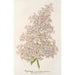 Reproduktion af maleriet Lilas Ambroise Verschaffelt - Charles Antoine Lemaire