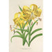 Reproduktion af maleriet Lilium Leichtlinii - Charles Antoine Lemaire