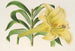 Lilium neilgherricum - Charles Antoine Lemaire — visning af kunstværket