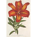 Lilium formosum - Charles Antoine Lemaire — visning af kunstværket