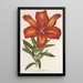 Lilium formosum - Charles Antoine Lemaire — indrammet kunstværk på væggen
