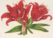 Lilium fulgens Ch Morr var staminosum - Charles Antoine Lemaire — visning af kunstværket