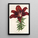 Reproduktion af maleriet Lilium haematochroum hybridum - Charles Antoine Lemaire