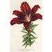 Reproduktion af maleriet Lilium haematochroum hybridum - Charles Antoine Lemaire