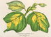 Liriodendron tulipifera - Charles Antoine Lemaire — visning af kunstværket