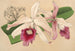 Lélia purpurata var. Nelisii - Charles Antoine Lemaire — visning af kunstværket