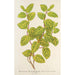 Reproduktion af maleriet Lonicera brachypoda var fol aureovariegatis - Charles Antoine Lemaire