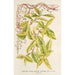 Lonicera periclymenum aureum - Charles Antoine Lemaire — visning af kunstværket