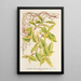 Lonicera periclymenum aureum - Charles Antoine Lemaire — indrammet kunstværk på væggen