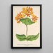 Reproduktion af maleriet Lonicera sempervirens Plantierensis - Charles Antoine Lemaire