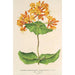 Reproduktion af maleriet Lonicera sempervirens Plantierensis - Charles Antoine Lemaire