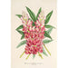 Reproduktion af maleriet Lupinus insignis hybridus - Charles Antoine Lemaire