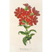 Lychnis Haagena - Charles Antoine Lemaire — visning af kunstværket