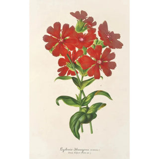 Charles Antoine Lemaire - Lychnis Haagena.webp