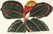 Maranta Roseo-Picta - Charles Antoine Lemaire — visning af kunstværket