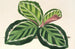 Maranta illustris - Charles Antoine Lemaire — visning af kunstværket