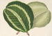 Maranta virginalis - Charles Antoine Lemaire — visning af kunstværket