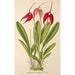 Masdevallia Lindeni - Charles Antoine Lemaire — visning af kunstværket