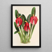 Reproduktion af maleriet Masdevallia Lindeni var Harryana - Charles Antoine Lemaire