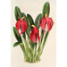 Reproduktion af maleriet Masdevallia Lindeni var Harryana - Charles Antoine Lemaire