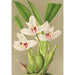 Reproduktion af maleriet Maxillaria grandiflora - Charles Antoine Lemaire