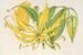 Methonica grandiflora - Charles Antoine Lemaire — visning af kunstværket