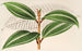 Miconia pulverulenta v trifasciata - Charles Antoine Lemaire — visning af kunstværket