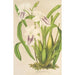 Miltonia cereola - Charles Antoine Lemaire — visning af kunstværket