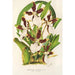 Miltonia cuneata - Charles Antoine Lemaire — visning af kunstværket