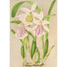 Miltonia rosea - Charles Antoine Lemaire — visning af kunstværket