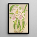Miltonia rosea - Charles Antoine Lemaire — indrammet kunstværk på væggen