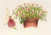 Miltonia spectabilis - Charles Antoine Lemaire — visning af kunstværket