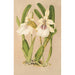 Miltonia spectabilis var virginalis - Charles Antoine Lemaire — visning af kunstværket