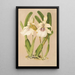 Miltonia spectabilis var virginalis - Charles Antoine Lemaire — indrammet kunstværk på væggen