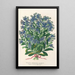 Reproduktion af maleriet Myosotis Impératrice Élisabeth semperflorens - Charles Antoine Lemaire