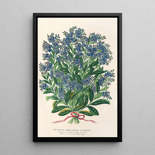 Charles Antoine Lemaire - Myosotis Impratrice Elisabeth semperllorens.webp