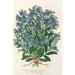Reproduktion af maleriet Myosotis Impératrice Élisabeth semperflorens - Charles Antoine Lemaire
