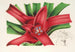 Nidularium Meyendorffii - Charles Antoine Lemaire — visning af kunstværket
