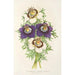 Reproduktion af maleriet Nigella hispanica varianter af - Charles Antoine Lemaire