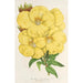 Oenothera lamarckiana-maleri - Charles Antoine Lemaire — visning af kunstværket