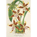Reproduktion af maleriet Odontoglossum hallii - Charles Antoine Lemaire