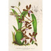 Reproduktion af maleriet Odontoglossum reichenheimii - Charles Antoine Lemaire
